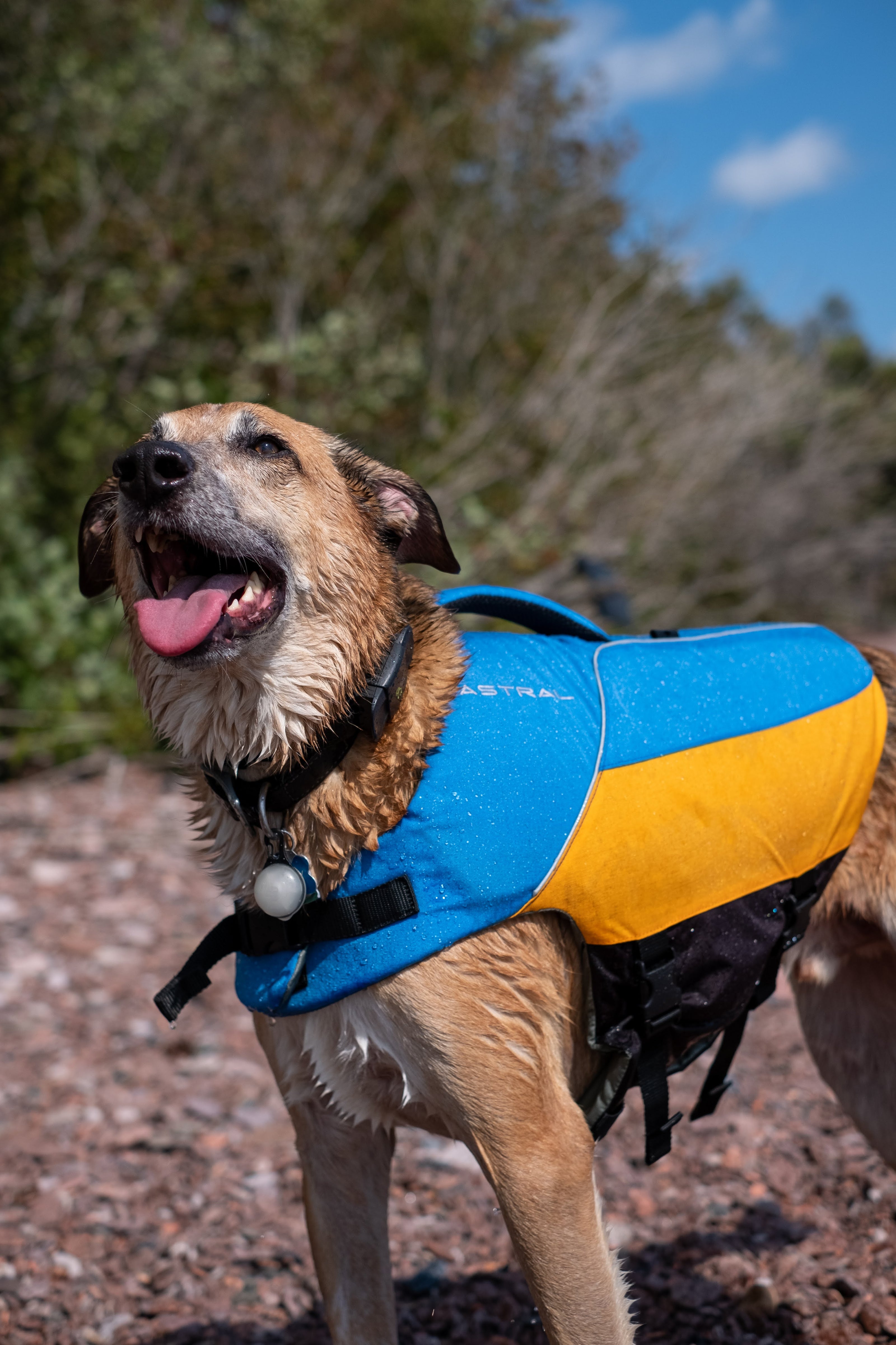 BirdDog – Astral - Main Image